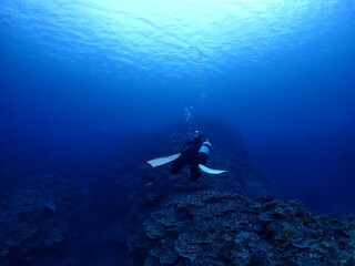 石垣島海底の「青の世界」を探検