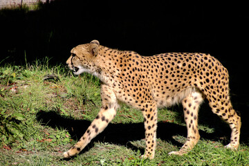 チーター・Cheetah（和歌山県・白浜町）