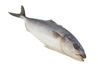 Raw sea fish isolated on white background, yellowtail amberjack.	