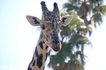 アミメキリン・reticulated giraffe（和歌山県・白浜町）
