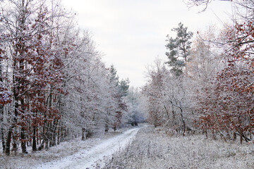 Winter landscape, Winter Forest, Winter road and trees covered with snow, Germany