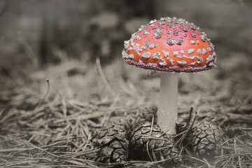 Beautiful - Red Fly Agaric Mushroom in Forests - Amanita Muscaria - Toadstool - Close-Up - Herbst Stimmung - Waldpilz - Glückspilz - Fliegenpilz - Colorkey - Background - High Quality Photo
