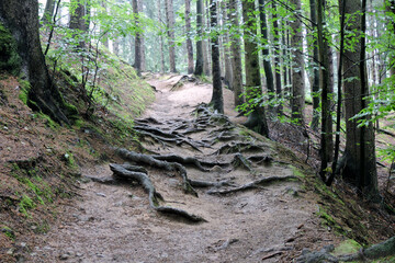 Long old crooked tree roots on the path in the forest in the mountains
