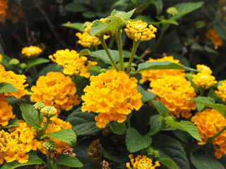 Lantana camara or common lantana is flowering plant within the verbena family, Verbenaceae. Yellow Verbena flowers. Evergreen, perennial shrub with red yellow fresh blossoms in the green background.