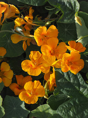 Floral field with Tropaeolum majus flowers. Garden Nasturtium with disc-shaped leaves and bright orange blossoms. Indian cress or monks cress is species of flowering plant in Tropaeolaceae family.