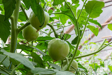 Bunch of organic unripe green tomato in greenhouse. Homegrown, gardening and agriculture consept. Solanum lycopersicum is annual or perennial herb, Solanaceae family. Cover for packaging seeds