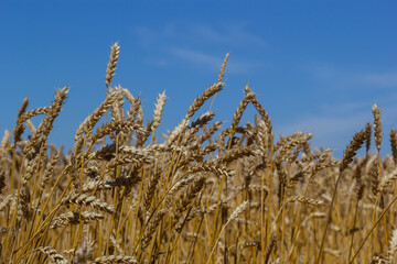 Fototapeta premium backdrop of ripening ears of yellow wheat field on the sunset cloudy orange sky background. Copy space of the setting sun rays on horizon in rural meadow Close up nature photo Idea of a rich harvest