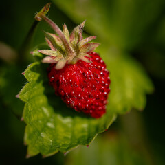 A red strawberry berry lies on a green leaf. Close-up.