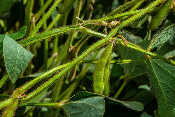 Soybean pods on soybean plantation, on blue sky background, close up. Soy plant. Soy pods. Soybean field