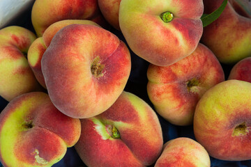 Prunus persica Donut or Saturn Peach. platycarpa, a fruit tree with pale yellow and red flattened...