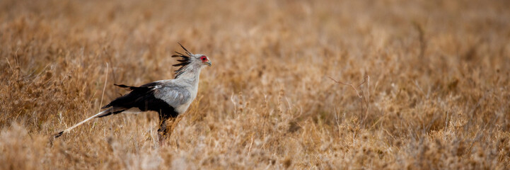 Sudan Side view of Secretary bird, Serengeti National Park, Serengeti, Tanzania, Africa,Sudan