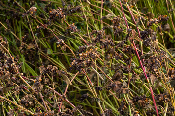 Autumn colorful landscape with uncleaned buckwheat field on the edge of the forest plantation on a bright sunny day
