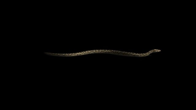 Snake Swimming Transparent Alpha Video