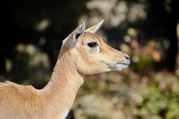 ブラックバック・black buck（和歌山県・白浜町）