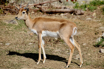 ブラックバック・black buck（和歌山県・白浜町）