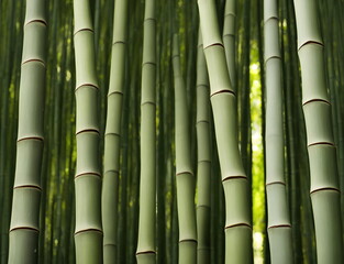 Obraz premium Illustration of bamboo forest, generative ai