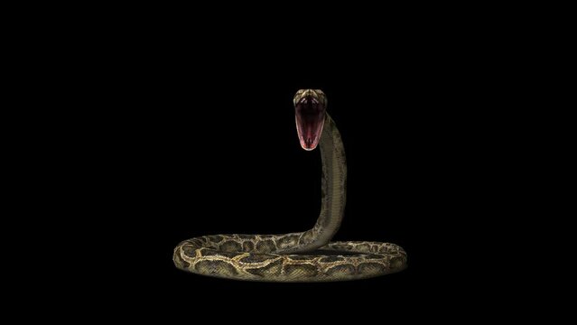 Snake Defence Attack Transparent Alpha Video