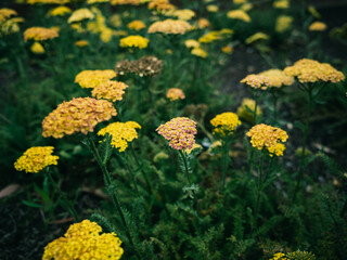 yellow flowers in the garden