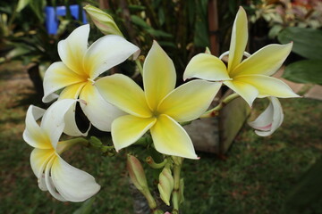 Kamboja flower is beautiful