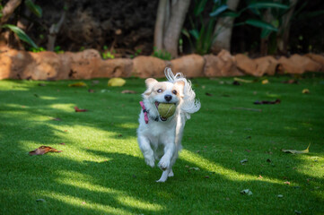 jack russell terrier