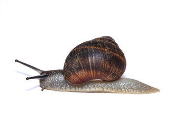 snail isolated on white background