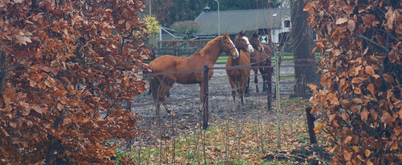 A beech hedge with withered leaves in winter. In the background are horses with the same hair color: chestnut and bay