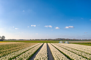 Fototapeta na wymiar Flower field / bulb field of tulips under a blue sky in The Netherlands during spring.