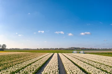 Tuinposter Flower field / bulb field of tulips under a blue sky in The Netherlands during spring. © Alex de Haas