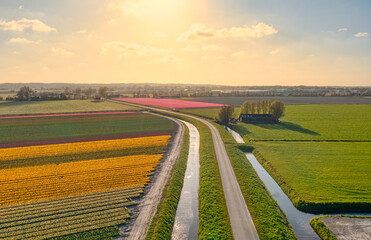 Flower field / bulb field of tulips in The Netherlands at sunset during spring.