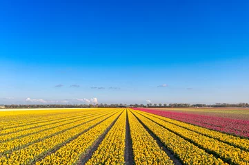 Schilderijen op glas Flower field / bulb field of tulips under a blue sky in The Netherlands during spring. © Alex de Haas