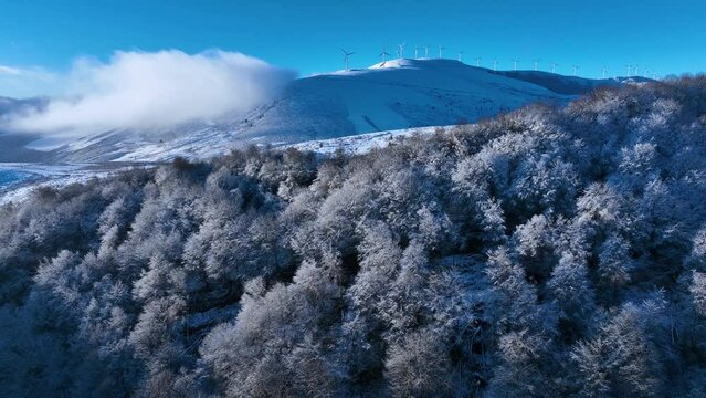 Beech forest with snow in Puerto de los Tornos, between Cantabria and Burgos. Aerial view from a drone. Castile and Leon, Spain, Europe