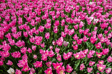 Fototapeta premium Close up of pink tulips in the garden 