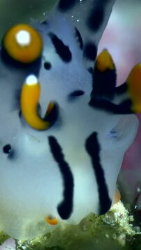 Vertical video of Pikachu nudibranch on top of branch