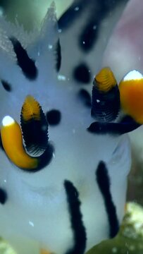Vertical video of Pikachu nudibranch on top of branch