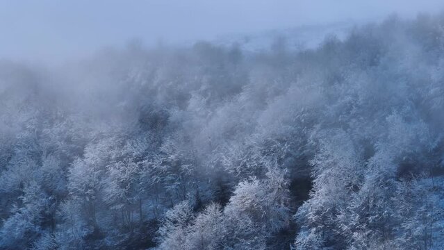 Beech forest with snow in Puerto de los Tornos, between Cantabria and Burgos. Aerial view from a drone. Castile and Leon, Spain, Europe