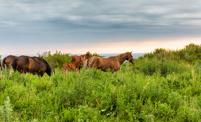 horses on pasture