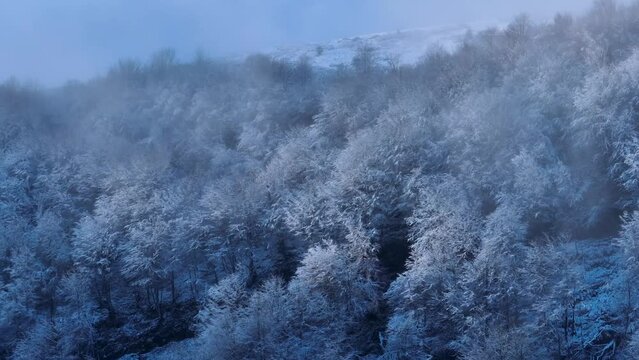 Beech forest with snow in Puerto de los Tornos, between Cantabria and Burgos. Aerial view from a drone. Castile and Leon, Spain, Europe