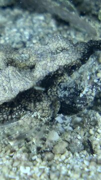 Vertical video of Dragon sea moth or short pegasus walking on sand