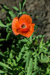 Flowers Red poppies blossom on wild field. Beautiful field red poppies with selective focus. soft light. Glade of red poppies. Lonely poppy. Soft focus blur