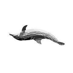 Dolphin black and white drawing design with color border and transparent background