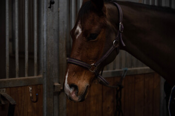 Fototapeta premium portrait of a horse