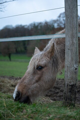 Fototapeta premium donkey in the field