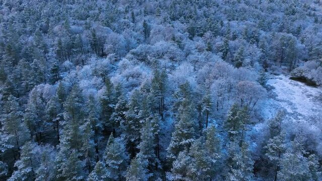 Snowy landscape of beech and wild pine forests in Puerto de los Tornos, between Cantabria and Burgos. Aerial view from a drone. Town of Aguera. The Merindades. Burgos. Castile and Leon, Spain, Europe