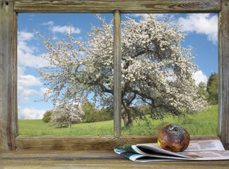 Decay and new beginnings. Rotten apple lies on a old newspaper in front of the window. Behind the...