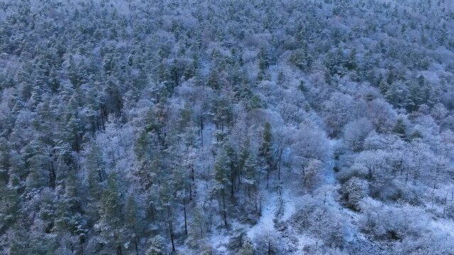 Snowy landscape of beech and wild pine forests in Puerto de los Tornos, between Cantabria and Burgos. Aerial view from a drone. Town of Aguera. The Merindades. Burgos. Castile and Leon, Spain, Europe