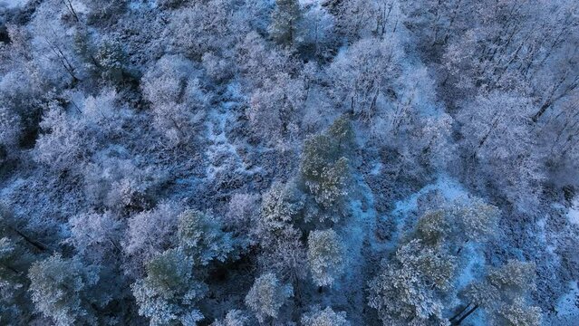 Snowy landscape of beech and wild pine forests in Puerto de los Tornos, between Cantabria and Burgos. Aerial view from a drone. Town of Aguera. The Merindades. Burgos. Castile and Leon, Spain, Europe