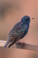 Estornino pinto posado en distintas posaderos