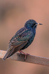Estornino pinto posado en distintas posaderos