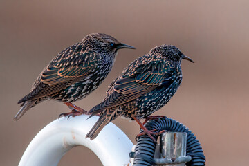 Estornino pinto posado en distintas posaderos