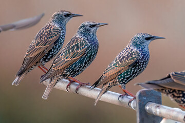 Estornino pinto posado en distintas posaderos